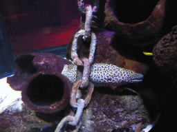 Moray Eel at the Shipwreck Explorer at the Sea Life Melbourne Aquarium
