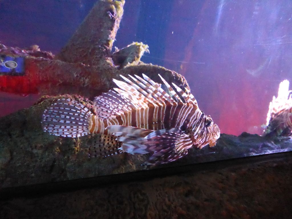 Lionfish at the Shipwreck Explorer at the Sea Life Melbourne Aquarium