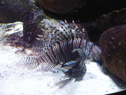 Lionfish at the Shipwreck Explorer at the Sea Life Melbourne Aquarium