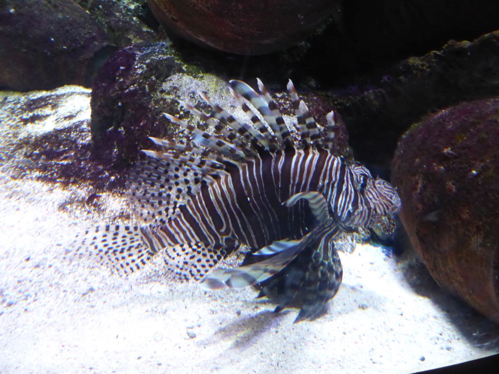 Lionfish at the Shipwreck Explorer at the Sea Life Melbourne Aquarium