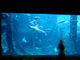 Zoo keeper, sharks and other fish at the Mermaid Garden at the Sea Life Melbourne Aquarium