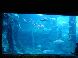 Zoo keeper, sharks and other fish at the Mermaid Garden at the Sea Life Melbourne Aquarium