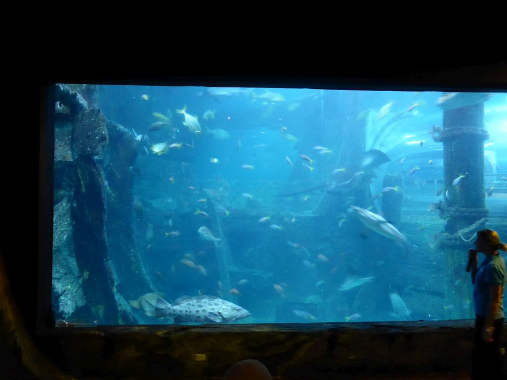 Zoo keeper, sharks and other fish at the Mermaid Garden at the Sea Life Melbourne Aquarium