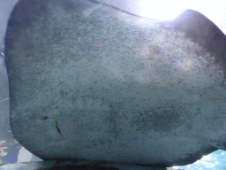 Smooth Stingray at the Mermaid Garden at the Sea Life Melbourne Aquarium