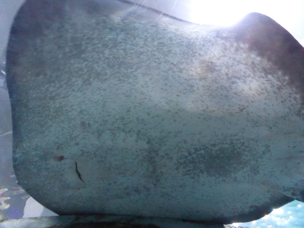 Smooth Stingray at the Mermaid Garden at the Sea Life Melbourne Aquarium