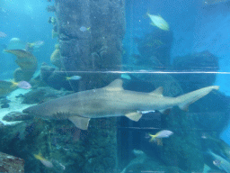 Grey Nurse Shark at the Mermaid Garden at the Sea Life Melbourne Aquarium