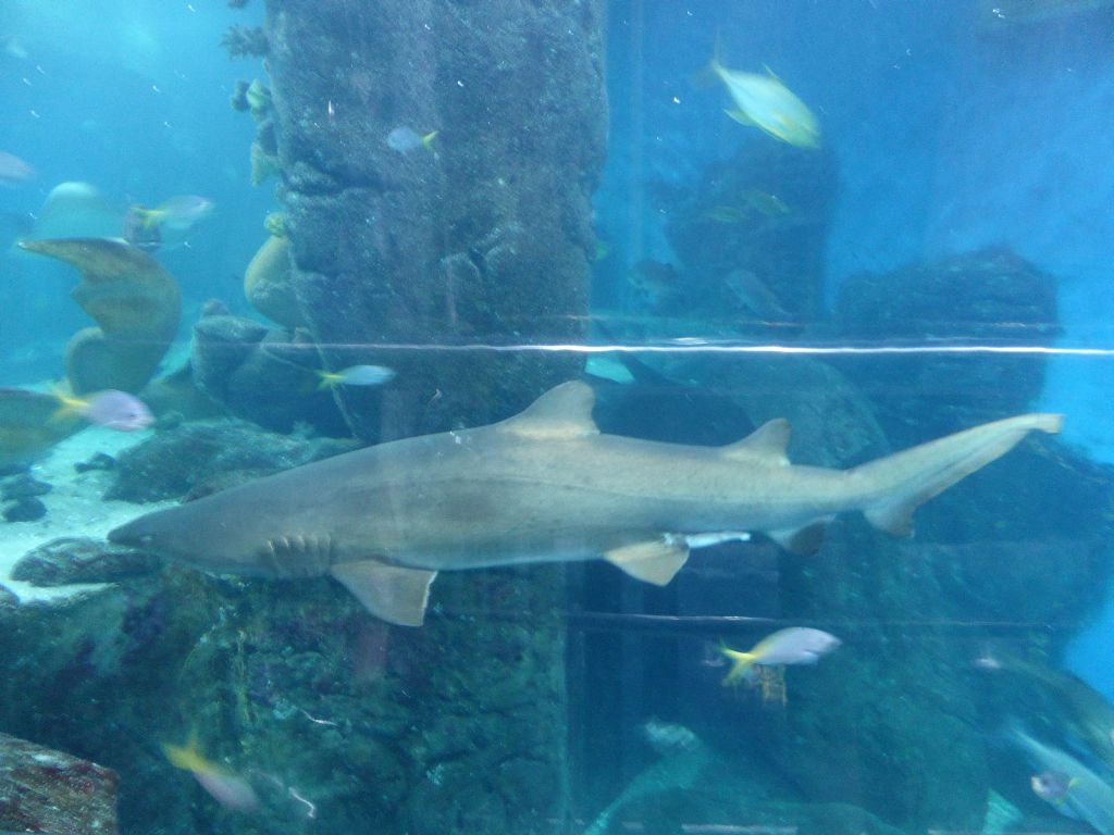 Grey Nurse Shark at the Mermaid Garden at the Sea Life Melbourne Aquarium