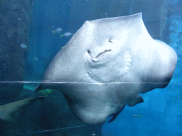 Smooth Stingray at the Mermaid Garden at the Sea Life Melbourne Aquarium