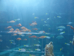 Fish at the Mermaid Garden at the Sea Life Melbourne Aquarium