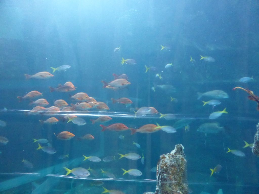 Fish at the Mermaid Garden at the Sea Life Melbourne Aquarium