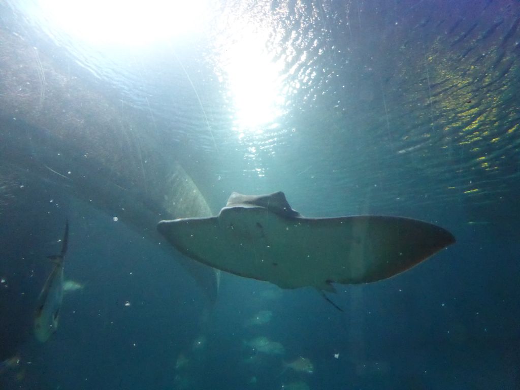 Smooth Stingray at the Mermaid Garden at the Sea Life Melbourne Aquarium