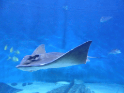 Smooth Stingray at the Mermaid Garden at the Sea Life Melbourne Aquarium