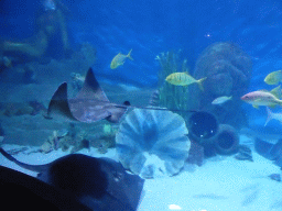 Smooth Stingray and other fish at the Mermaid Garden at the Sea Life Melbourne Aquarium