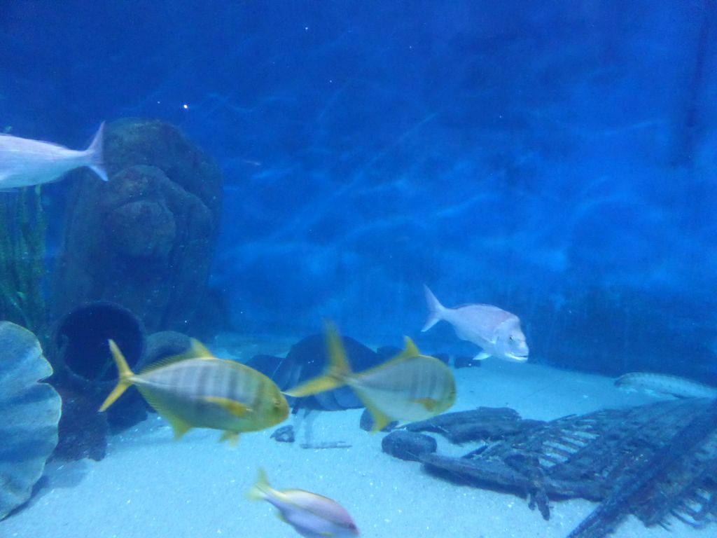 Fish at the Mermaid Garden at the Sea Life Melbourne Aquarium