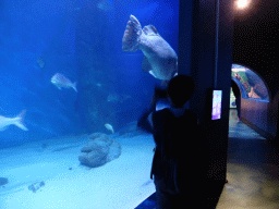 Fish at the Mermaid Garden at the Sea Life Melbourne Aquarium