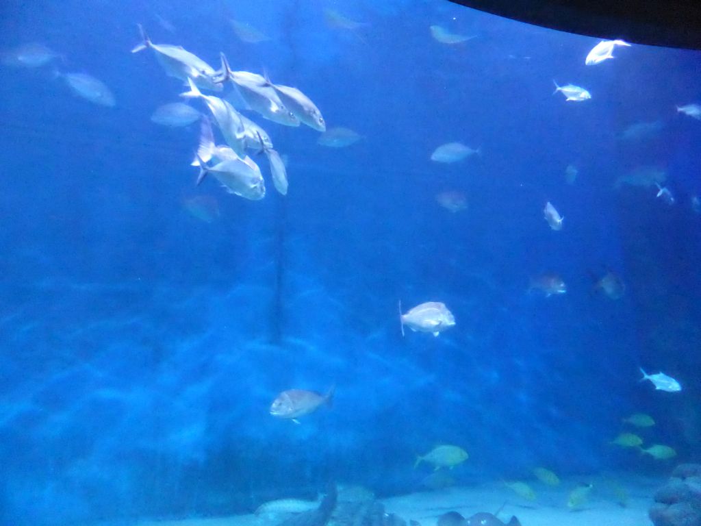 Fish at the Mermaid Garden at the Sea Life Melbourne Aquarium