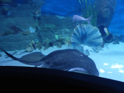 Stingrays and fish at the Mermaid Garden at the Sea Life Melbourne Aquarium