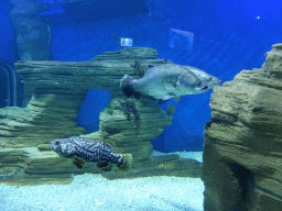 Fish at the Ocean Discovery at the Sea Life Melbourne Aquarium