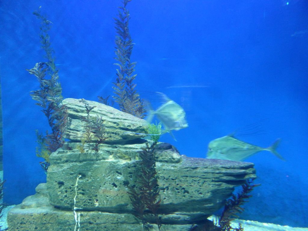 Fish at the Ocean Discovery at the Sea Life Melbourne Aquarium