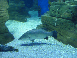Fish at the Ocean Discovery at the Sea Life Melbourne Aquarium