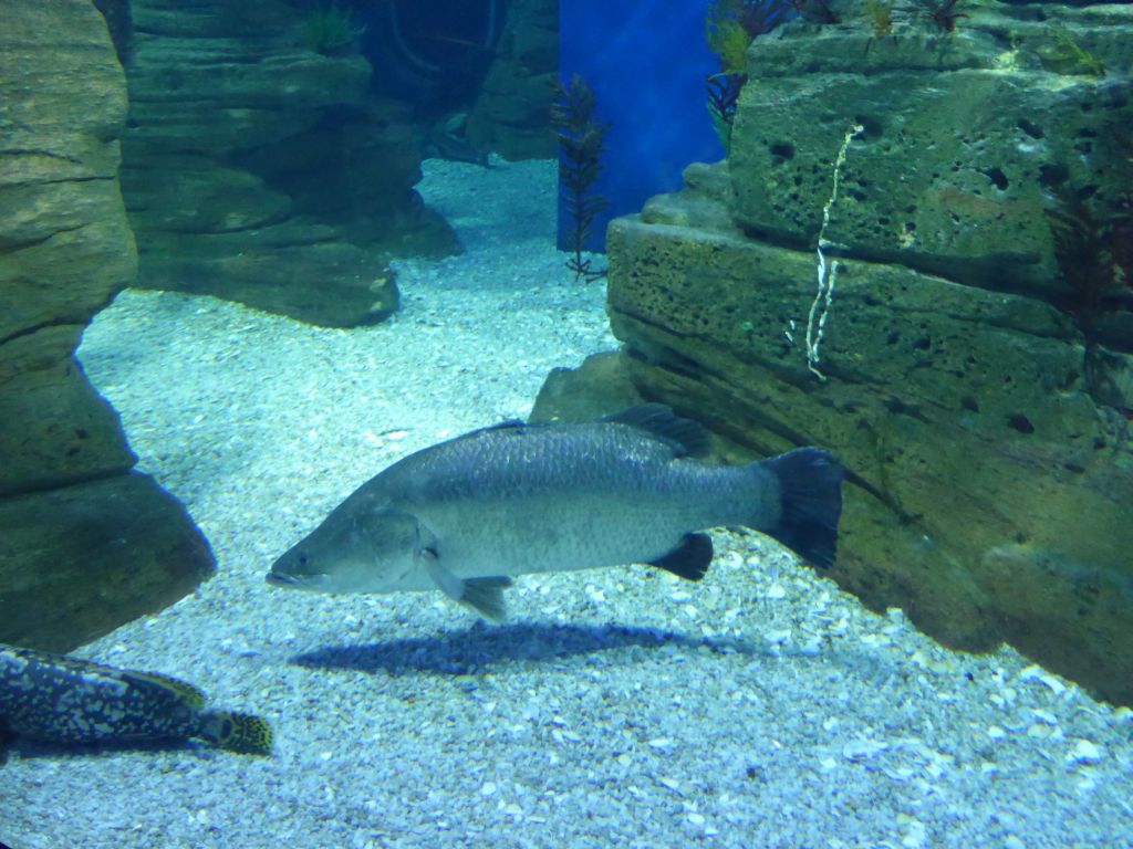 Fish at the Ocean Discovery at the Sea Life Melbourne Aquarium