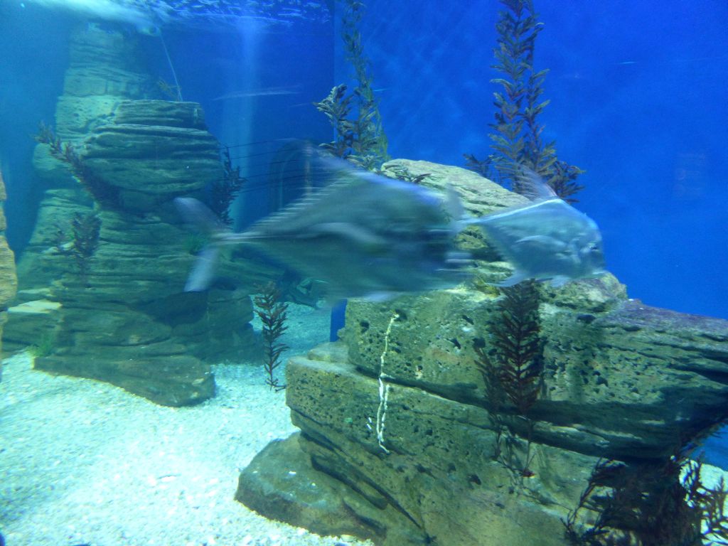 Fish at the Ocean Discovery at the Sea Life Melbourne Aquarium