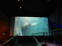 Screen with an image of a diver with turtles and fish at the Ocean Discovery at the Sea Life Melbourne Aquarium