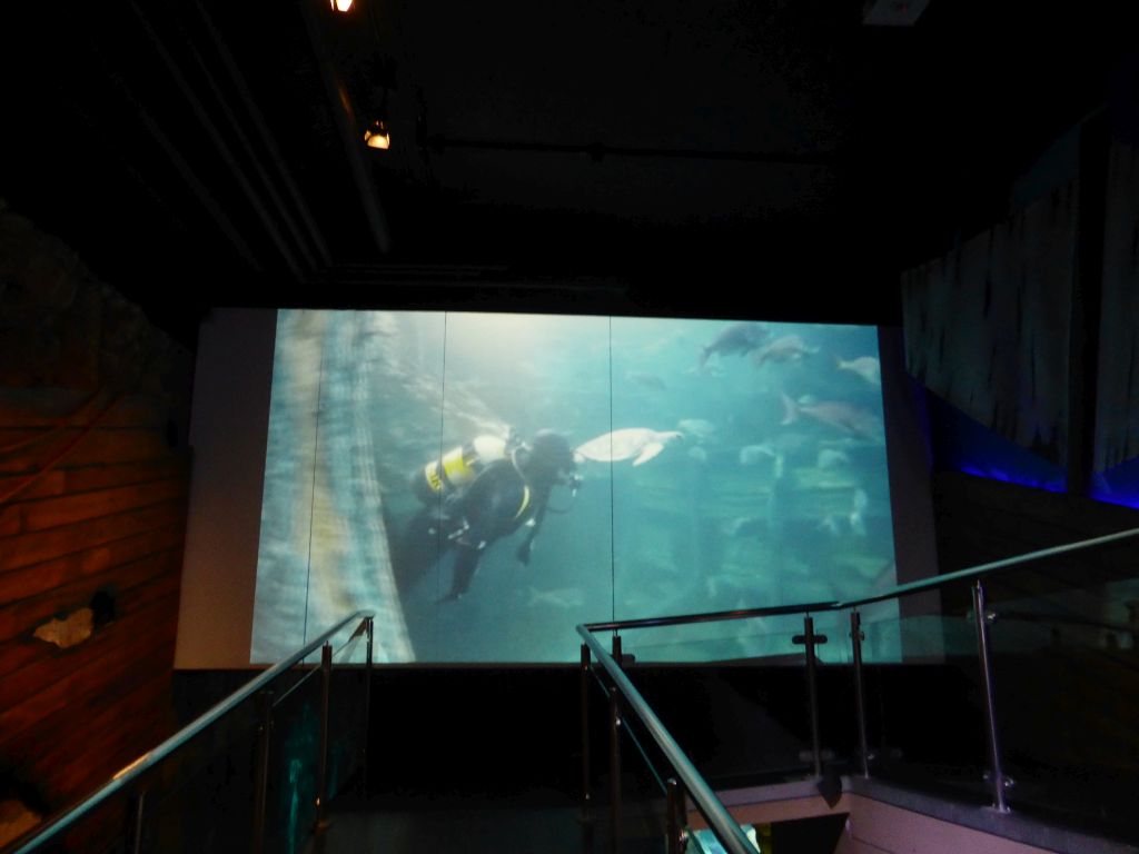 Screen with an image of a diver with turtles and fish at the Ocean Discovery at the Sea Life Melbourne Aquarium