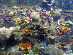 Corals at the Coral Atoll at the Sea Life Melbourne Aquarium