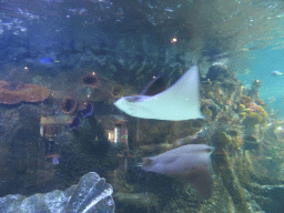 Stingrays and corals at the Coral Atoll at the Sea Life Melbourne Aquarium