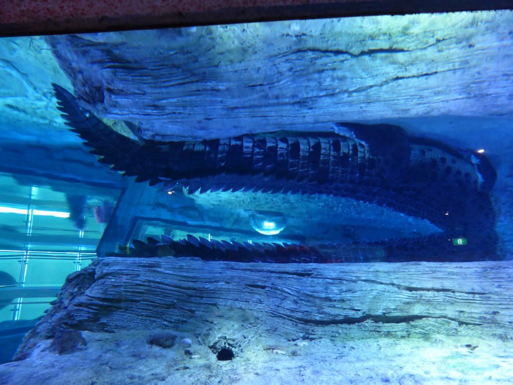 Crocodile `Pinjarra` at the Croc Lair at the Sea Life Melbourne Aquarium
