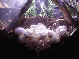 Crocodile eggs at the Croc Lair at the Sea Life Melbourne Aquarium