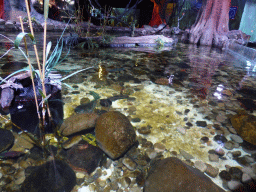 Pond with fish at the Rainforest Adventure at the Sea Life Melbourne Aquarium