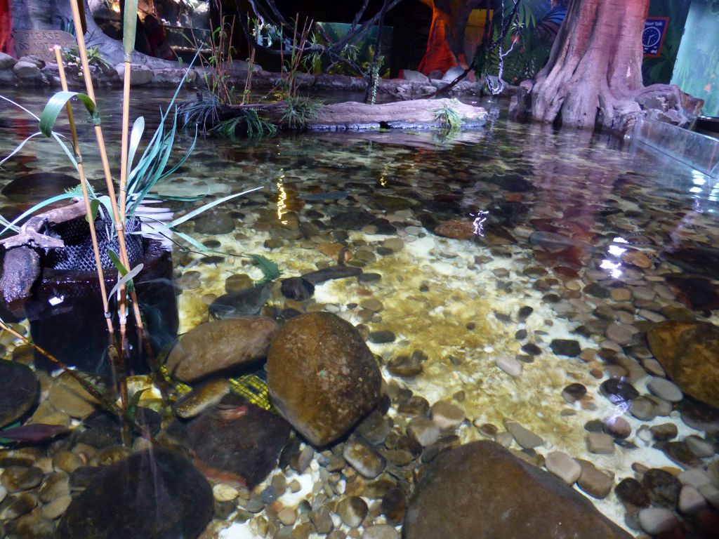 Pond with fish at the Rainforest Adventure at the Sea Life Melbourne Aquarium