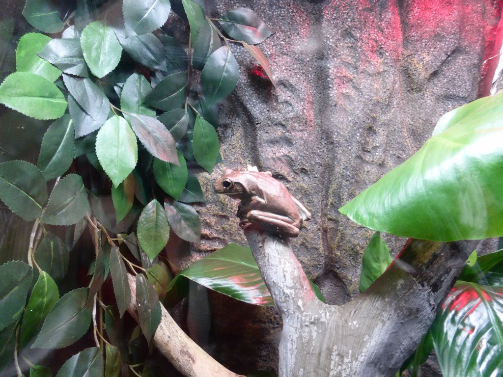 Frog at the Rainforest Adventure at the Sea Life Melbourne Aquarium