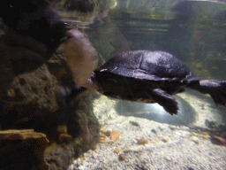 Freshwater Turtle at the Rainforest Adventure at the Sea Life Melbourne Aquarium