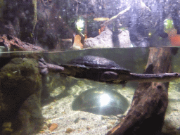 Freshwater Turtle at the Rainforest Adventure at the Sea Life Melbourne Aquarium