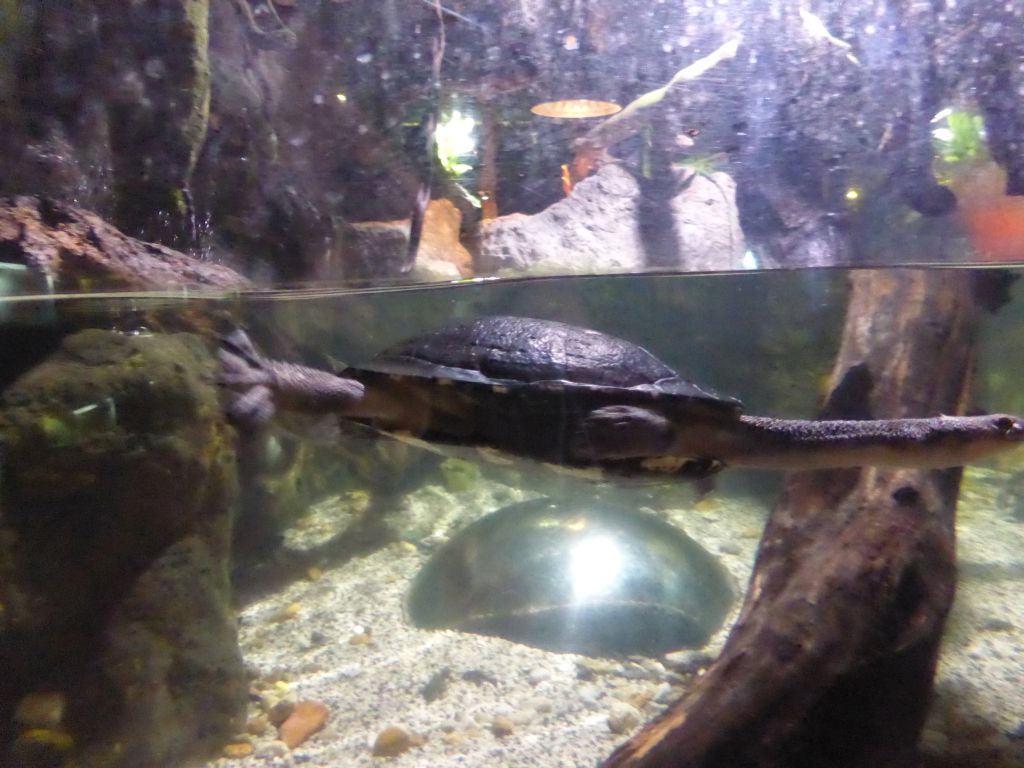 Freshwater Turtle at the Rainforest Adventure at the Sea Life Melbourne Aquarium