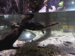 Freshwater Turtle at the Rainforest Adventure at the Sea Life Melbourne Aquarium