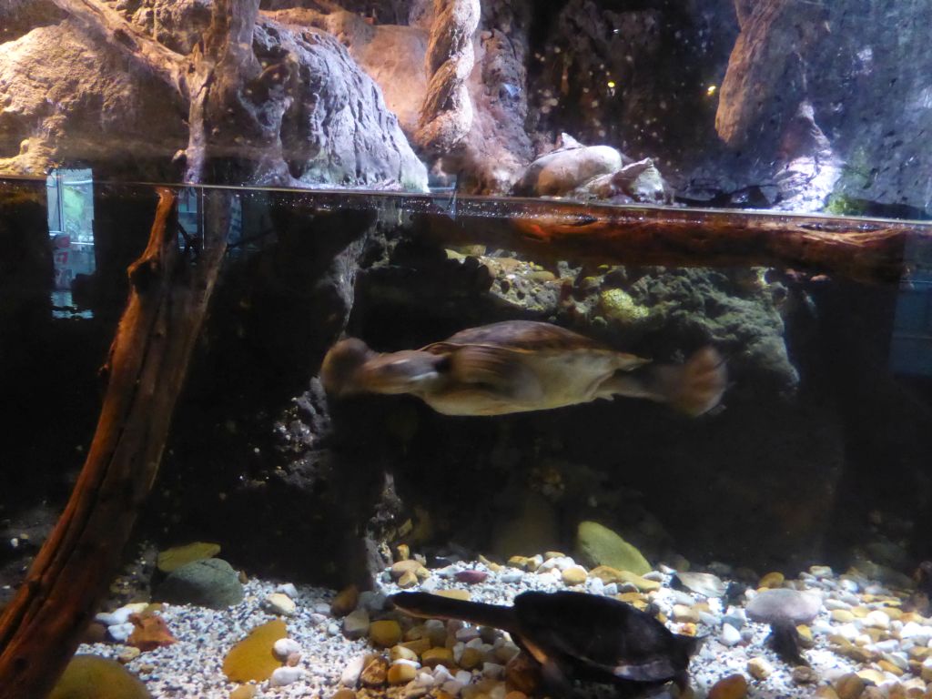 Freshwater Turtles at the Rainforest Adventure at the Sea Life Melbourne Aquarium