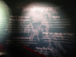 Information on Seadragons at the Seahorse Pier at the Sea Life Melbourne Aquarium