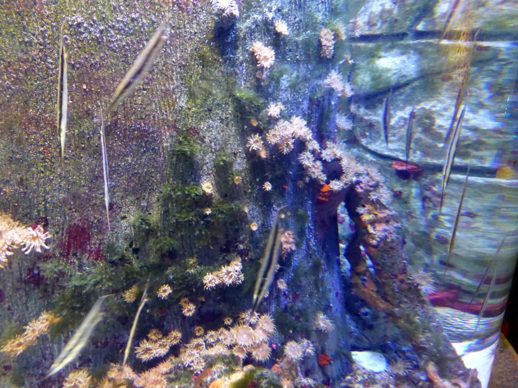 Shrimpfish and sea anemones at the Seahorse Pier at the Sea Life Melbourne Aquarium