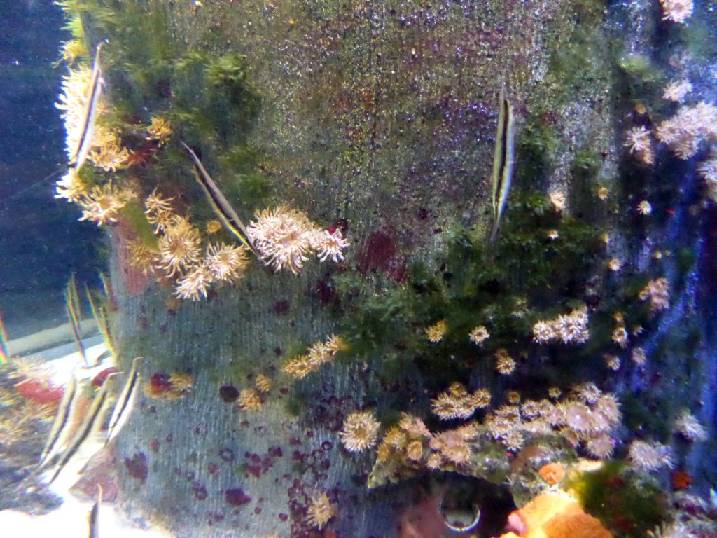 Shrimpfish, sea anemones and corals at the Seahorse Pier at the Sea Life Melbourne Aquarium