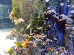 Shrimpfish, sea anemones and corals at the Seahorse Pier at the Sea Life Melbourne Aquarium