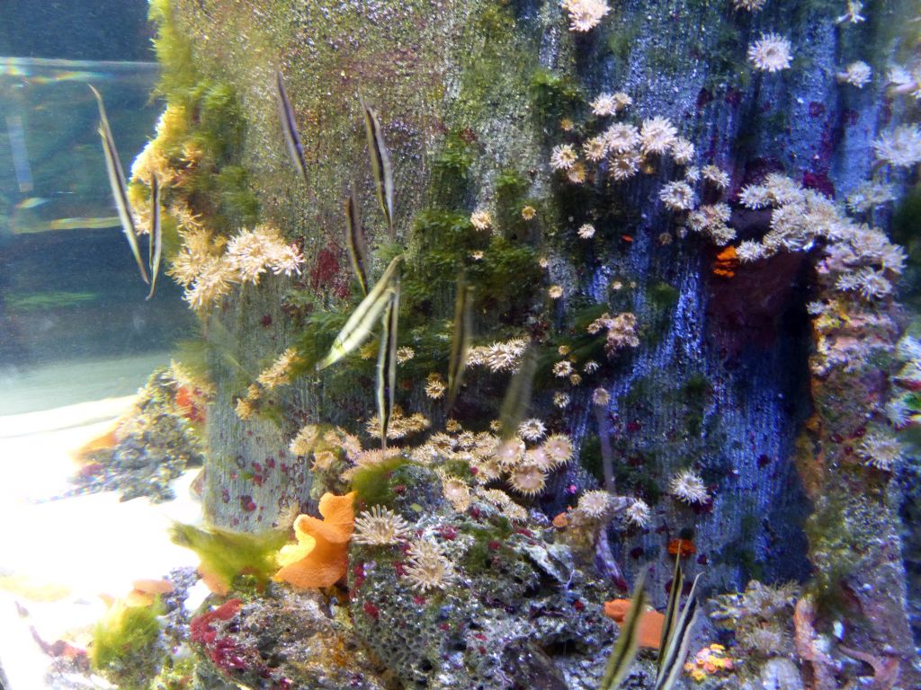 Shrimpfish, sea anemones and corals at the Seahorse Pier at the Sea Life Melbourne Aquarium