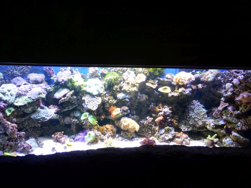 Corals and fish at the Seahorse Pier at the Sea Life Melbourne Aquarium