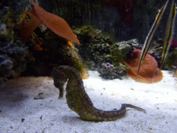 Seahorse and Shrimpfish at the Seahorse Pier at the Sea Life Melbourne Aquarium