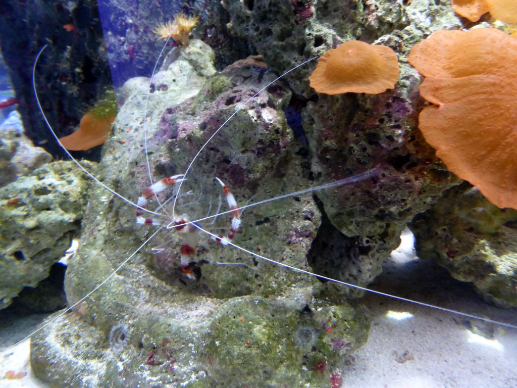 Crustacean at the Seahorse Pier at the Sea Life Melbourne Aquarium