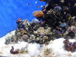Fish and corals at the Seahorse Pier at the Sea Life Melbourne Aquarium