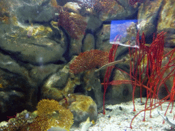 Shrimpfish, other fish and corals at the Seahorse Pier at the Sea Life Melbourne Aquarium